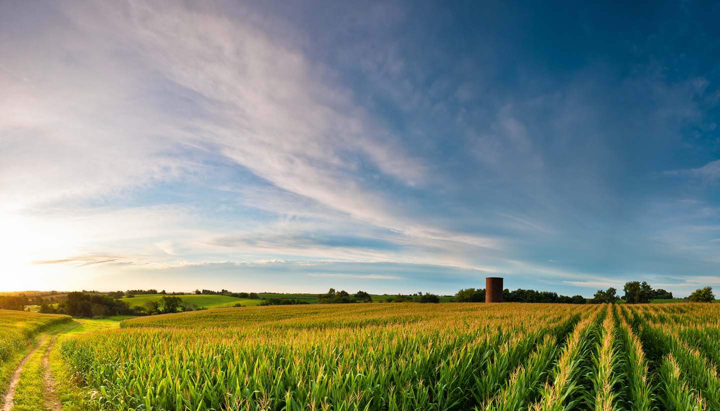 Iowa - Corn Fields in Iowa, USA